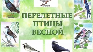 Перелётные птицы весной. Видео для детей