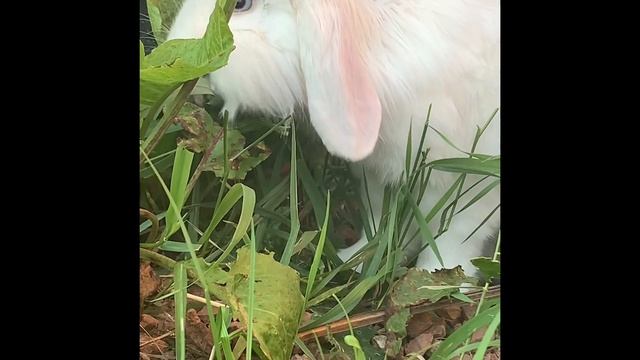 Top 10 Things To Know Before Getting A Bunny Rabbit - Rescue - Animal Facts - House Bunnies 🐰 ❤️ смотреть онлайн