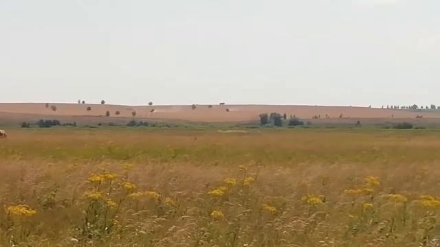 Уборка 2021.Комбайны Паллесье GS-812.Озимая пшеница. //Видео из архива / смотреть онлайн