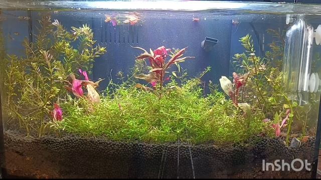 rotala blood red смотреть онлайн