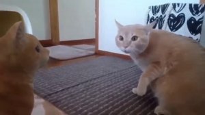 Испуги котов. ТОПовая подборка. Приколы