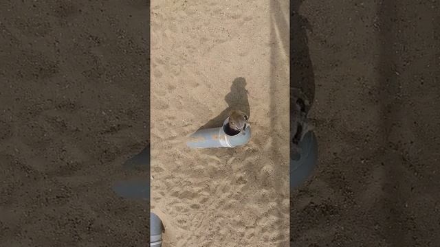 Милые сурикаты. смотреть онлайн