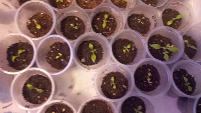 Что все же с моей рассадой , придётся продавать смотреть онлайн