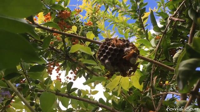 Petit nid de guêpes la cour смотреть онлайн