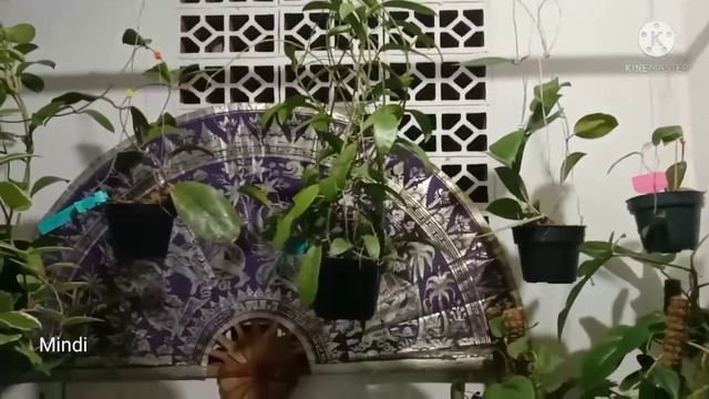 Hoya Diversifolia 🇲🇨❤️ My Collection