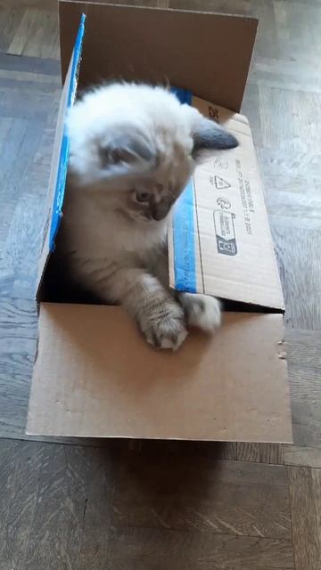 the cardboard / MinnisV5 part II смотреть онлайн
