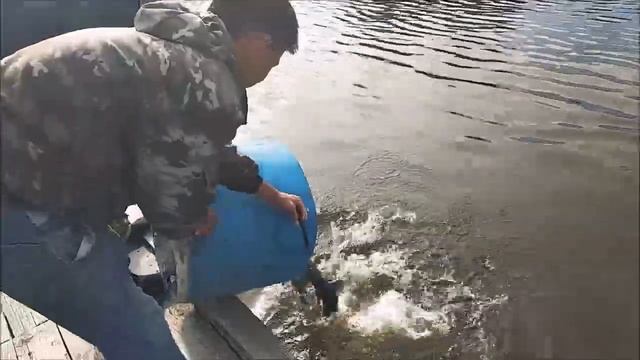 Клевое Место д. Савельево. Зарыбление осетром 2 сектор смотреть онлайн