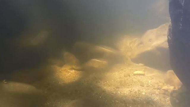 Brown Trout hiding underwater смотреть онлайн