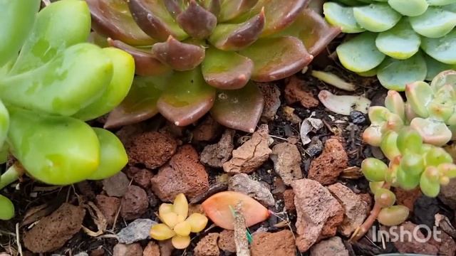 Featuring Graptosedum Bronze & Succulents Talk #succulentlover #zone9 #mygarden