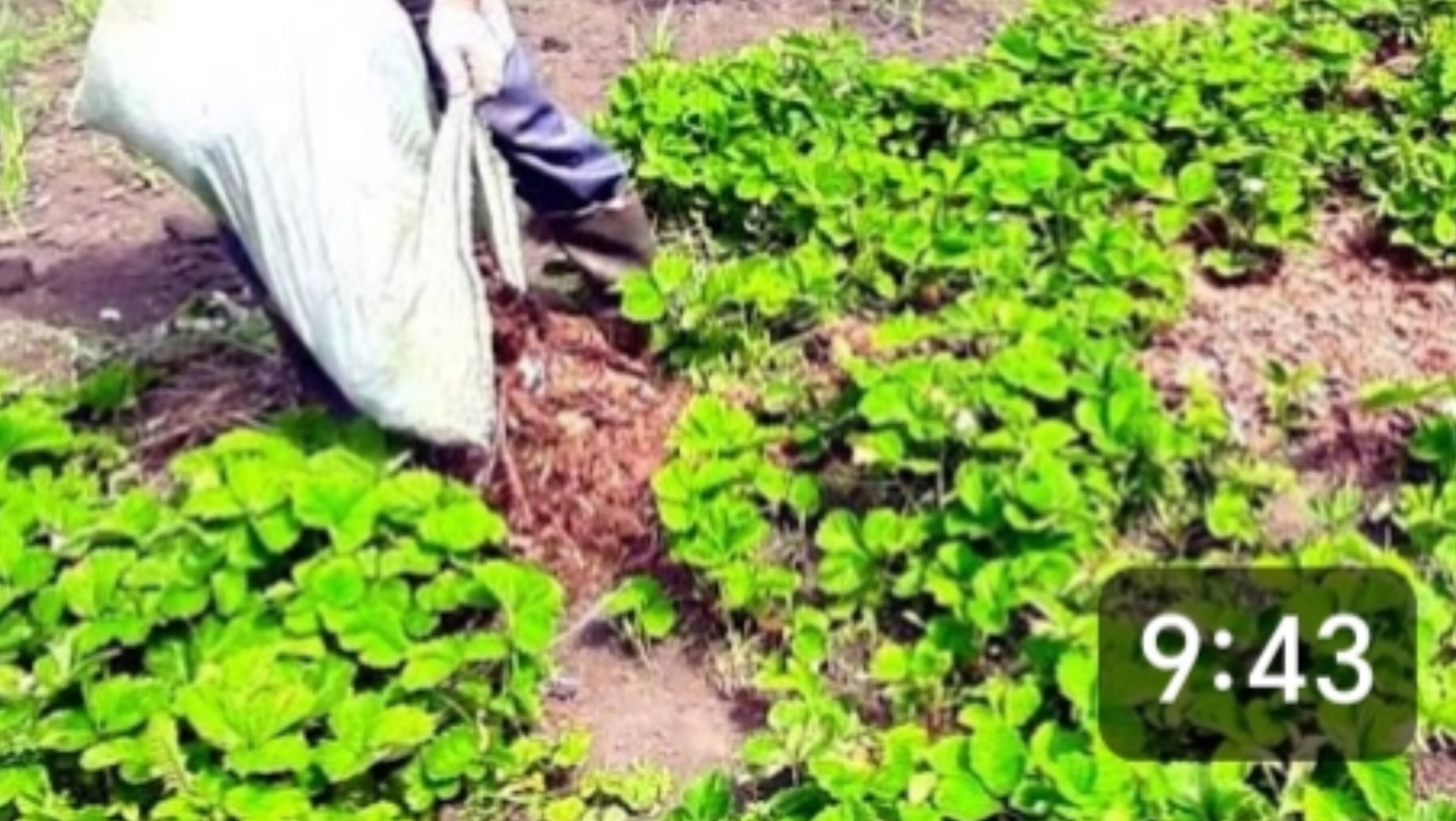 Деревня. Присыпаем клубнику корой. Поступает много звонков от желающих помочь в поисках нашего кота смотреть онлайн