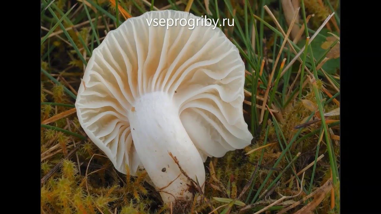 Какие грибы из семейства гигрофоровых встречаются в наших лесах смотреть онлайн