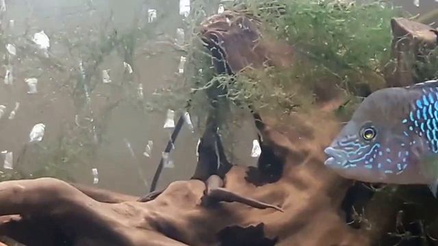 Наши бирюзовые акары смотреть онлайн
