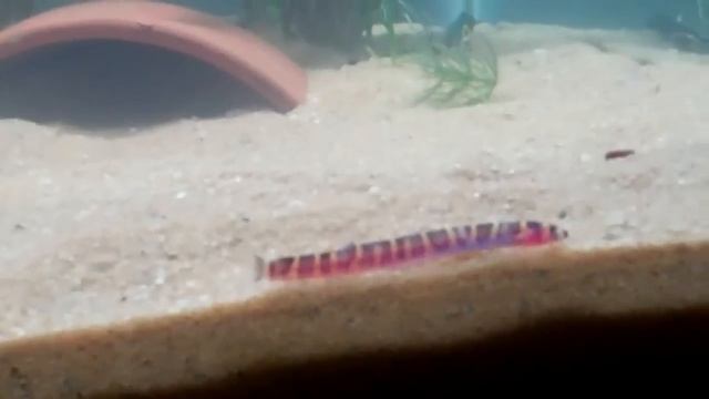 [2] 40 gal Breeder Update смотреть онлайн