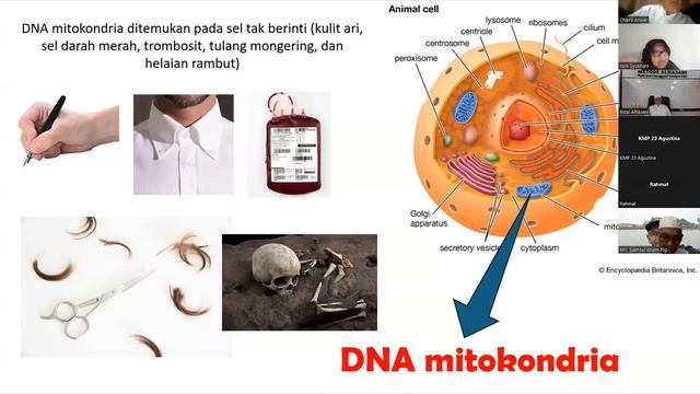 C. DNA MANUSIA UNTUK IDENTIFIKASI FORENSIK DAN DIAGNOSIS PENYAKIT OLEH PROF. DR.YONI SYUKRIANI смотреть онлайн