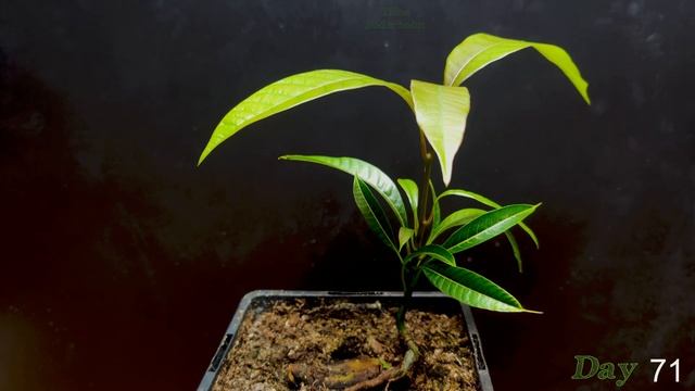 Organic Mango Time Lapse - 165 Days Seed to Tree смотреть онлайн