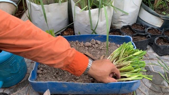 How To Grow Scallions/Green Onions from Cutting | Daily Life and Nature смотреть онлайн