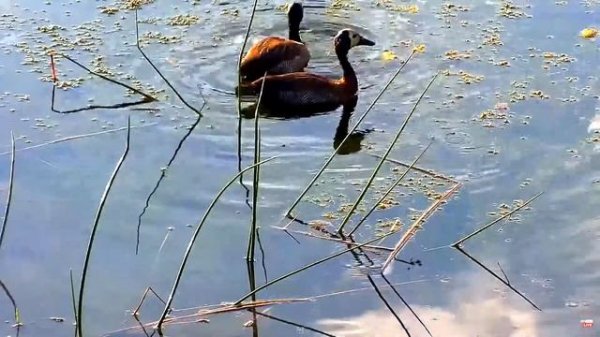 Белолицая свистящая утка - White - faced whistling duck