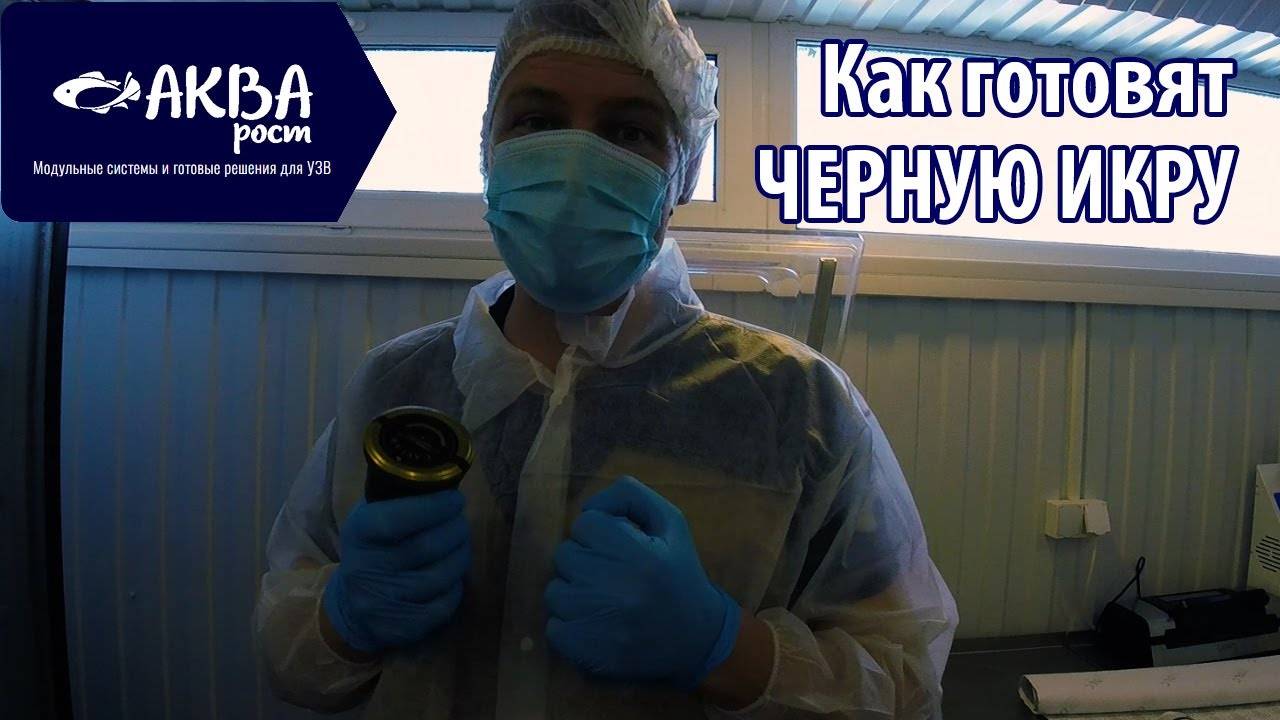 Подготовка икры к реализации. Весь процесс от А до Я. #акваферма #рыбныйбизнес #рыба #икра смотреть онлайн