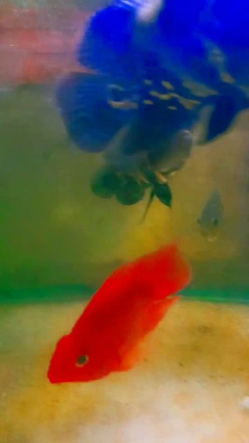 Oscar parrot fish #aquariumfishfish #aquarium #aquaria #fishtank смотреть онлайн