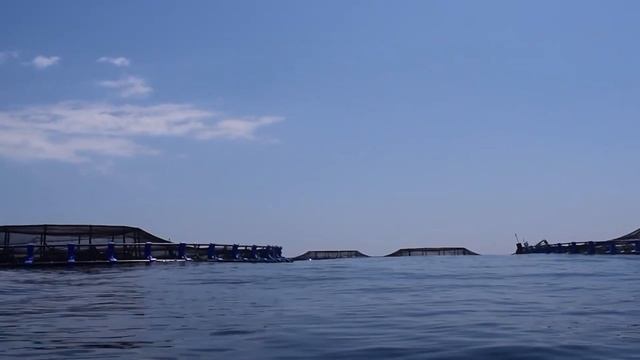 🐟 Aquaculture Week 🐟 | 🇪🇸 Valencia, Spain смотреть онлайн