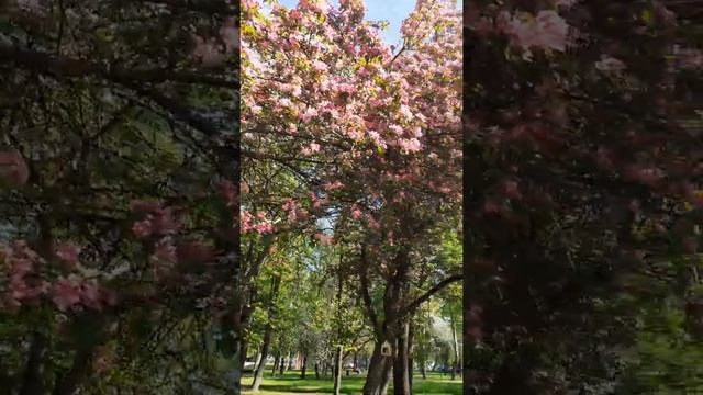 Майская красота Перовского парка в Москве смотреть онлайн