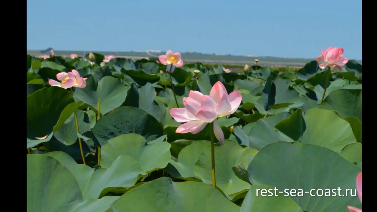 Экскурсия по Ахтанизовскому заливу в долину лотосов смотреть онлайн