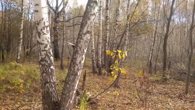 Тетерево 2 смотреть онлайн
