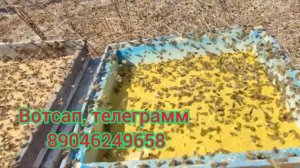 Белковая подкормка для пчёл