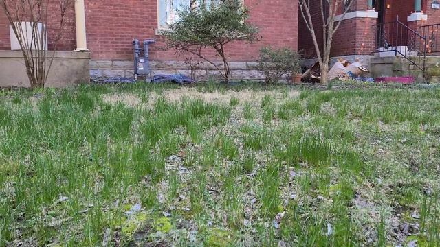 Get Rid of Your Weeds Once and For All смотреть онлайн