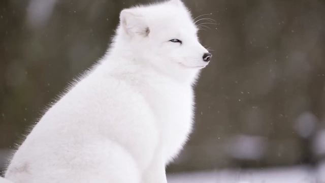 FUNNY SNOW BEAR & LION & FUNNY FOX & MOSASAURS (ANIMALS WORLD) - Coffin Dance X Baby Shark COVER смотреть онлайн