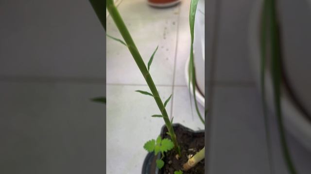 Бамбук моссо