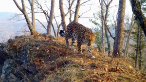 Дальневосточный леопард на прогулке (1)