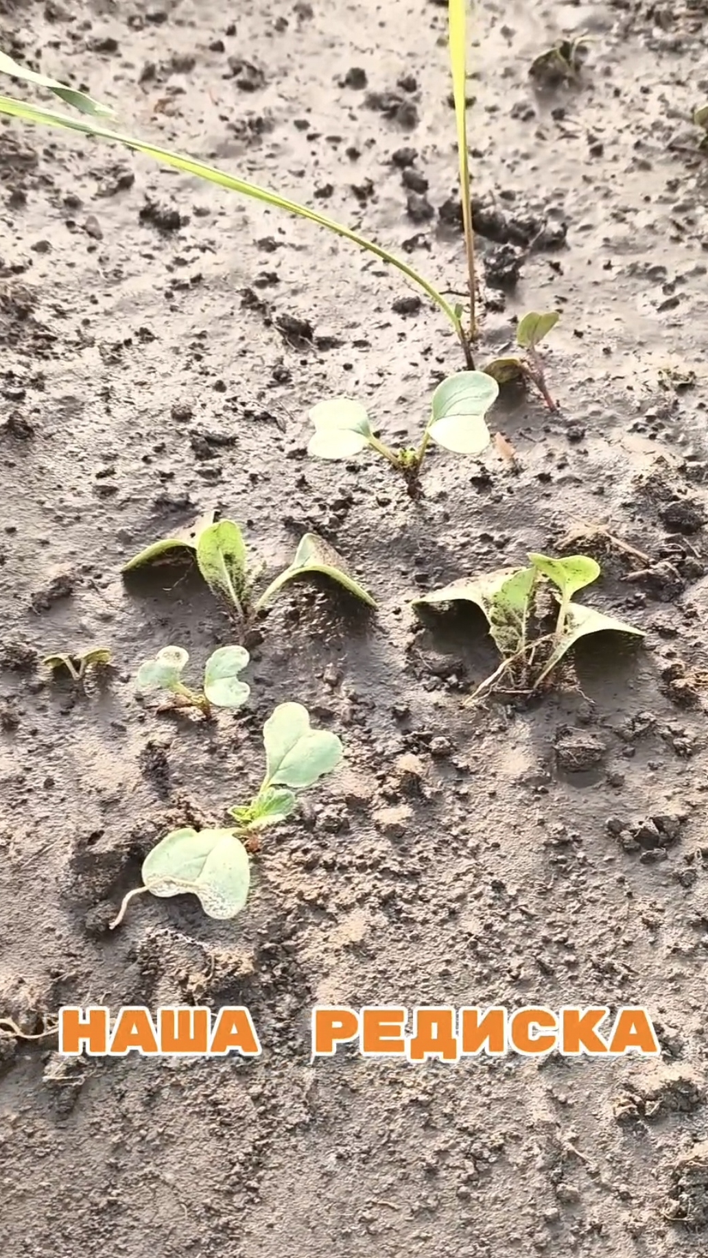 Как поживаешь, наша редиска? смотреть онлайн