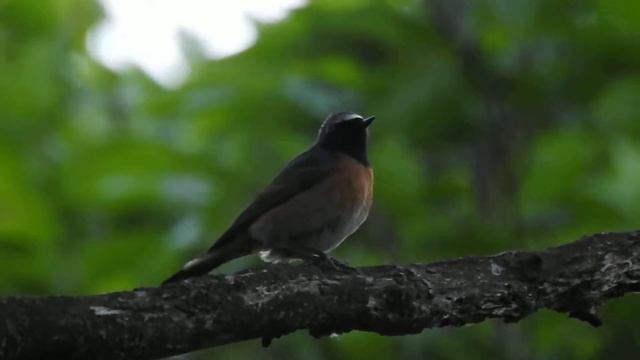 Горихвостка обыкновенная • Горихвістка звичайна • Common redstart • Phoenicurus phoenicurus 2 смотреть онлайн