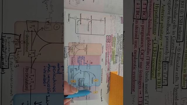 Thyroid hormone synthesis смотреть онлайн