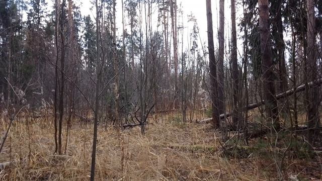 Осенний лес. ч.1. Ноябрь 2022 смотреть онлайн