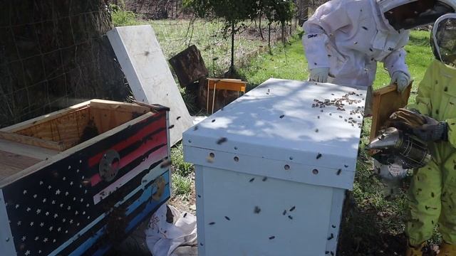 Time to SPLIT (my Layens bee hives) смотреть онлайн