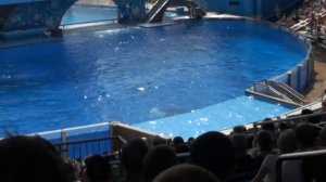 Trainer Dawn Brancheau with Tilikum at Sea World/Orlando