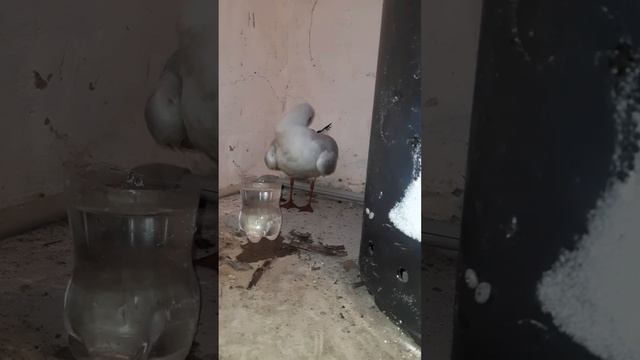 У чайки повреждено крыло. Не становится на лапы. Чайка не ест. Спасли чайку. 6 - 13 сентября 2023 смотреть онлайн