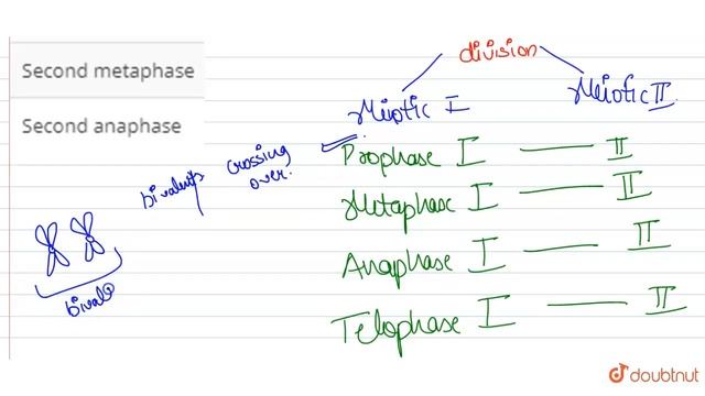 During meiosis, the division of centromere takes place in смотреть онлайн