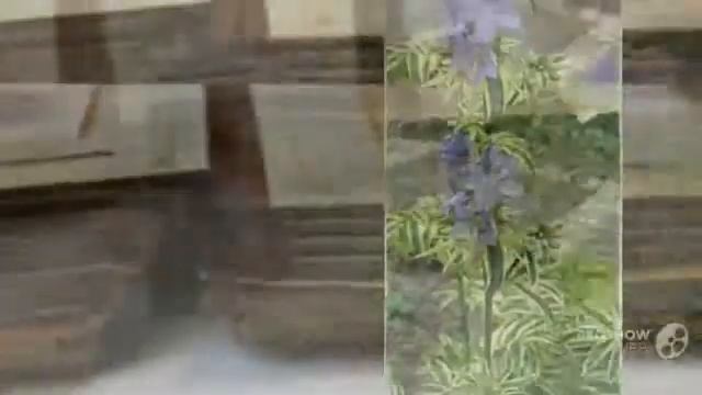 Polemonium - garden plants смотреть онлайн