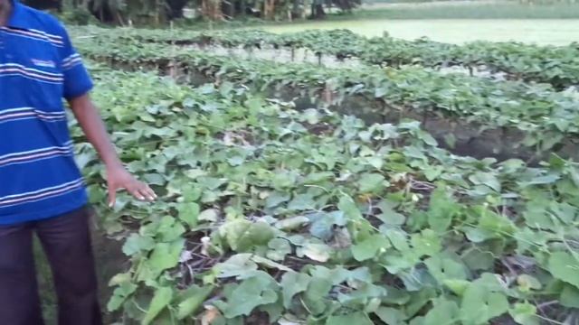 Patanjali Trainer Farmer Shri Asit Haldar (Village- Patikabadi, Dist- Naida, West Bengal) смотреть онлайн
