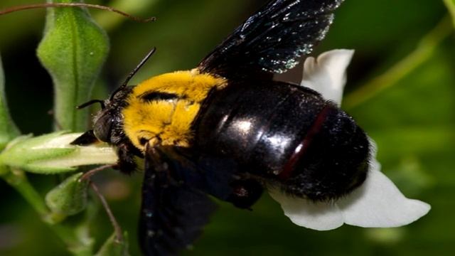 Какие бывают виды пчел_ Про пчел смотреть онлайн