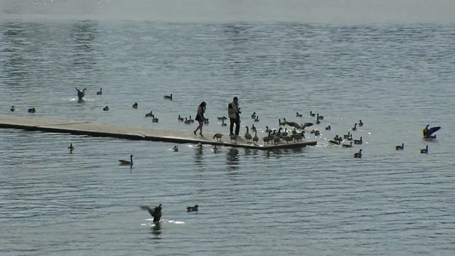 Birds & People, USA. Птицы и люди, США (85sp) смотреть онлайн