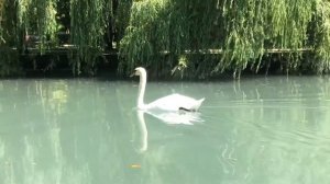 Белый лебедь. Грация и красота