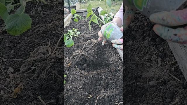 Показываю задний двор. Посадила помидор с огурцом. #сша #семья #рецепты #сад #огород #сажаем