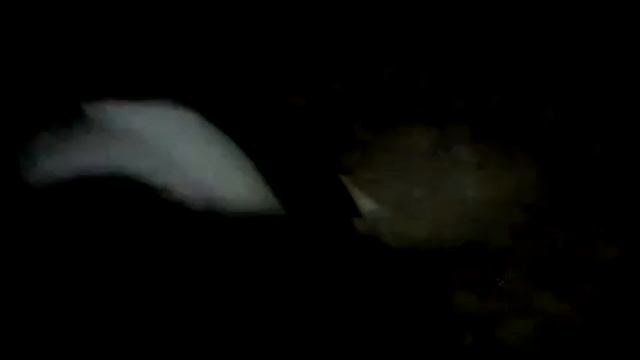 Собака.ком смотреть онлайн