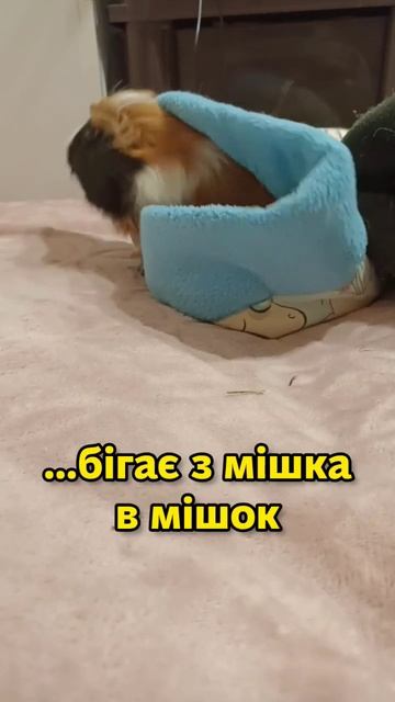 Морська свинка Яша розважається ❤️ #свинкишоу #морськісвинки #домашніулюбленці смотреть онлайн