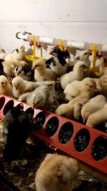 Цыплятам семь дней, зелёный лук не повредит смотреть онлайн