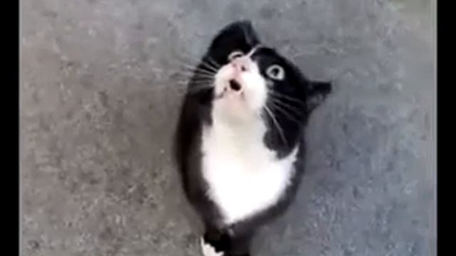 КОТ-ИСТЕРИЧКА